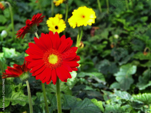 Colorful Red Pink Orange and Yellow gerbera daisy in the garden with natural light in the morning. Travel in Dalat City  Vietnam in 7th December  2012