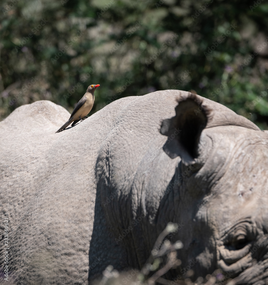 Fototapeta premium czarny nosorożec w buszu