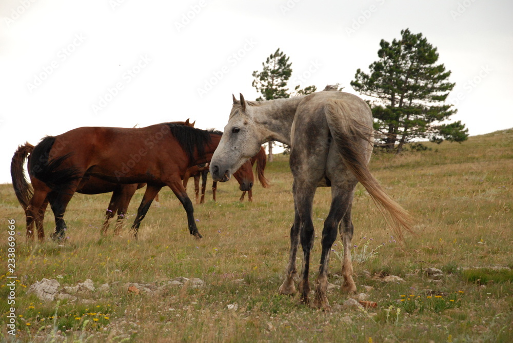 Horses in the meadow Horses in the meadow