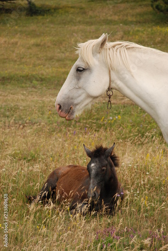 Horses in the meadow