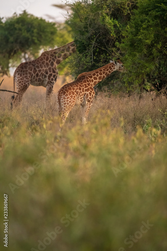 giraffes eating leaves