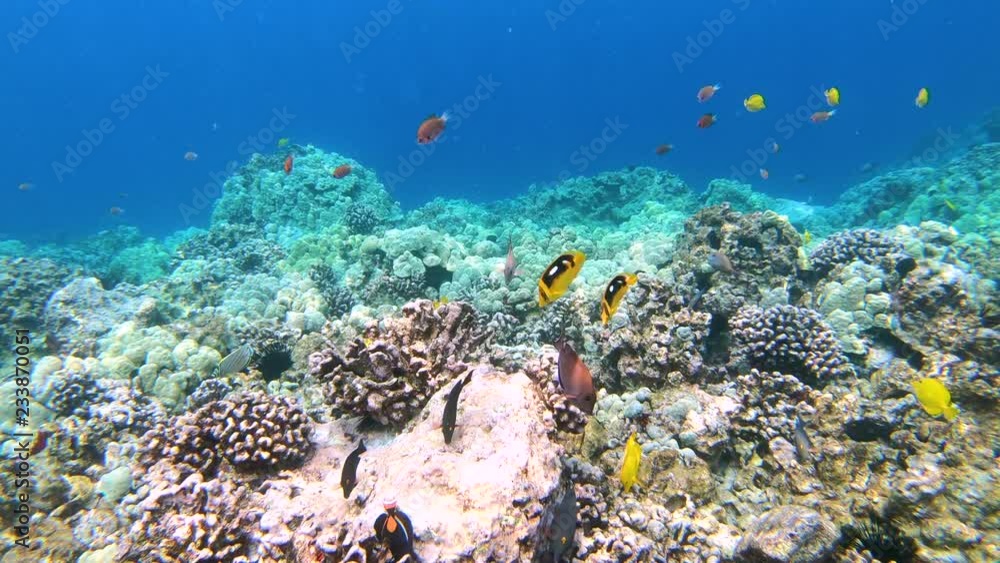 Dozens of fish swim through pristine coral reef off Hawaii's Big Island 4K
