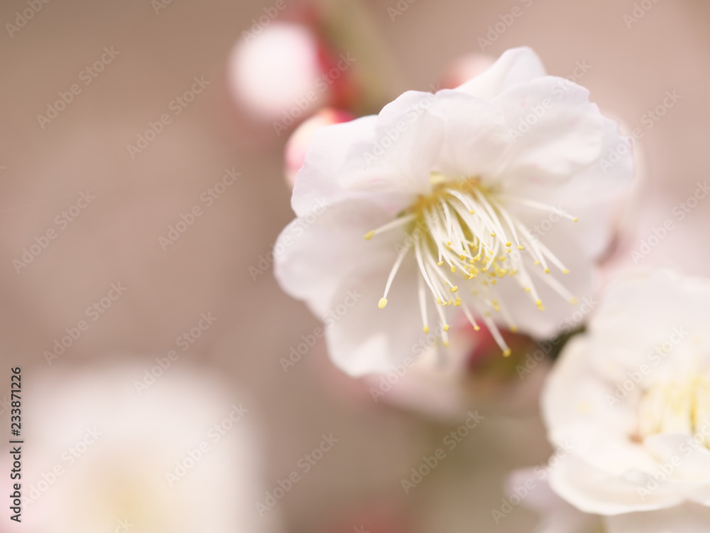 Obraz premium 梅の花・春の誘い