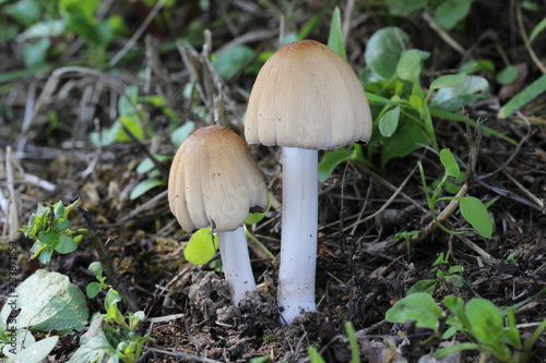 Mushroom in the forest, photo Czech Republic, Europe