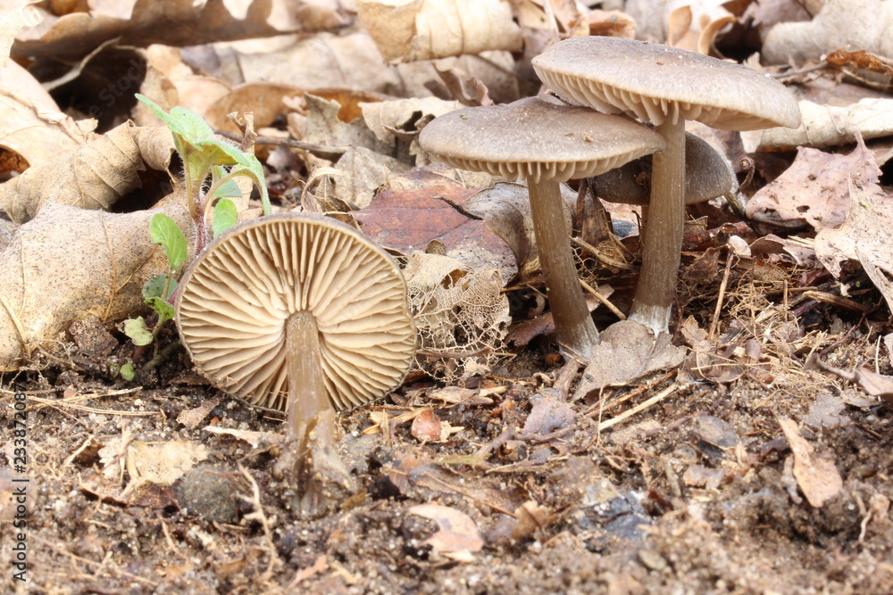 Obraz premium Mushroom in the forest, photo Czech Republic, Europe