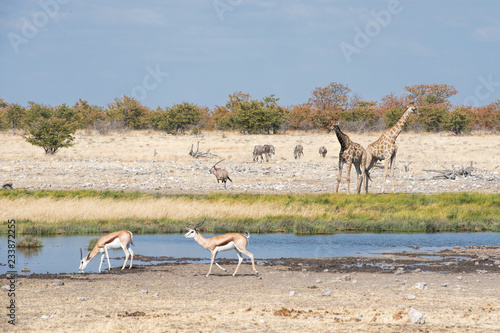 giraffes, zebras and springboks in Namibia photo