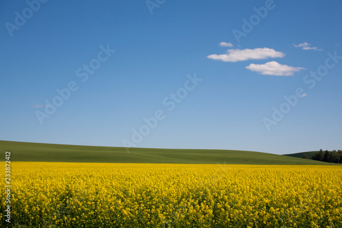 yellow field of rape