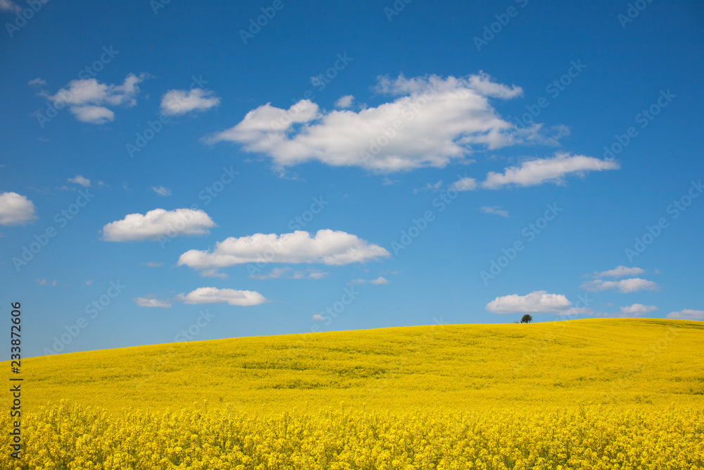 Obraz premium yellow field and blue sky