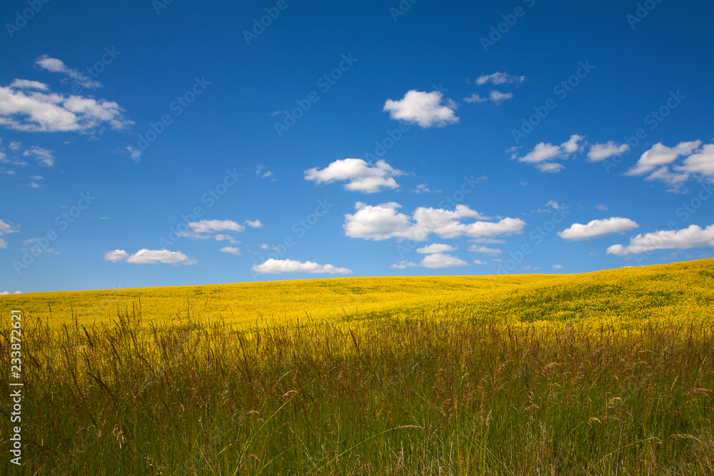 yellow rape field and blue sky