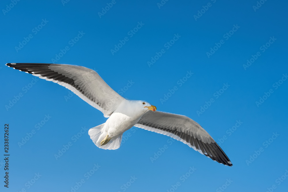 Obraz premium gulls in Namibia