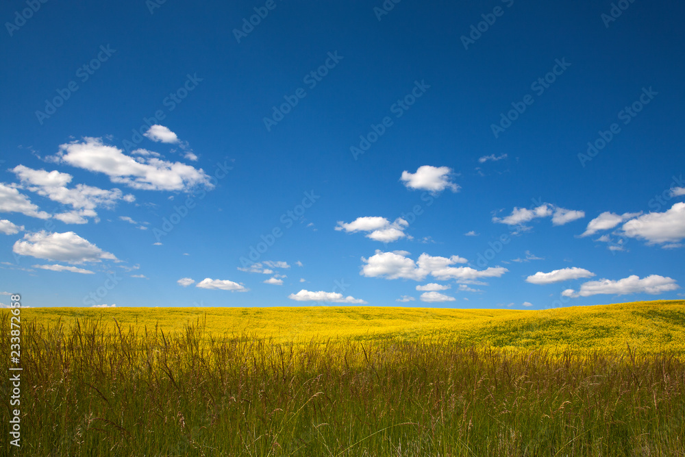 Fototapeta premium yellow rape field and blue sky