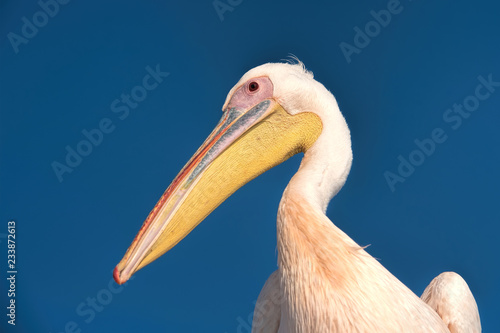 white pelican in Namibia