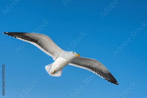 gulls in Namibia