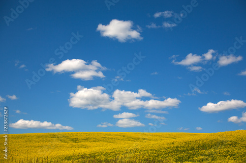 yellow rape field and blue sky