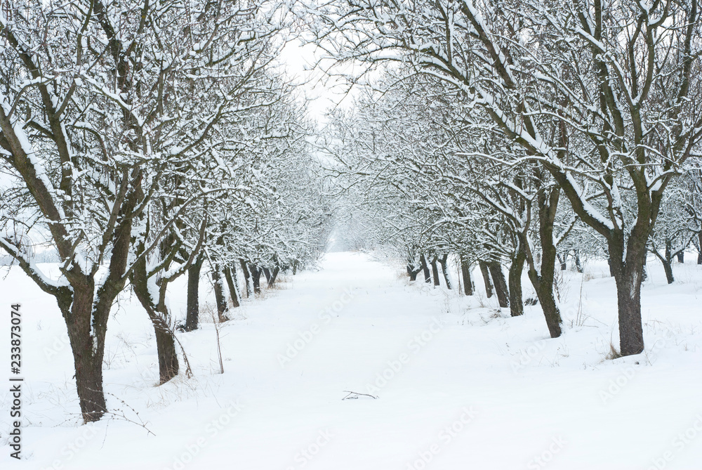 Orchard, winter Orchard, winter
