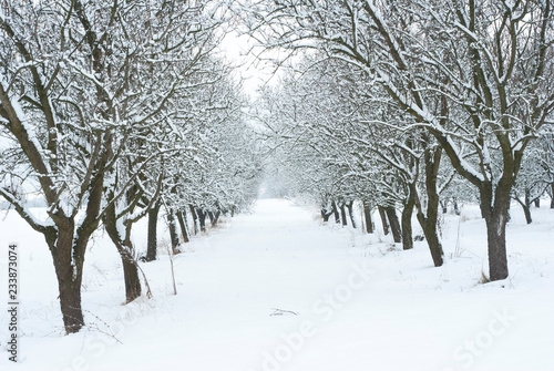 Orchard, winter