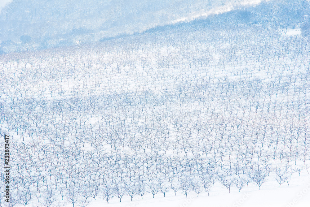 Obraz premium Orchard, winter