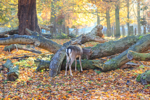 Deer In Park During A Nice Autumn Day