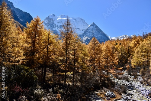 Autumn colored pines and Mt. Chenrezig (6025m) in the background, Daocheng Yading Nature Reserve, Sichuan, China photo