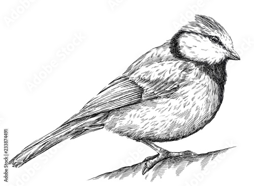 Obraz na plátne black and white engrave isolated tit illustration