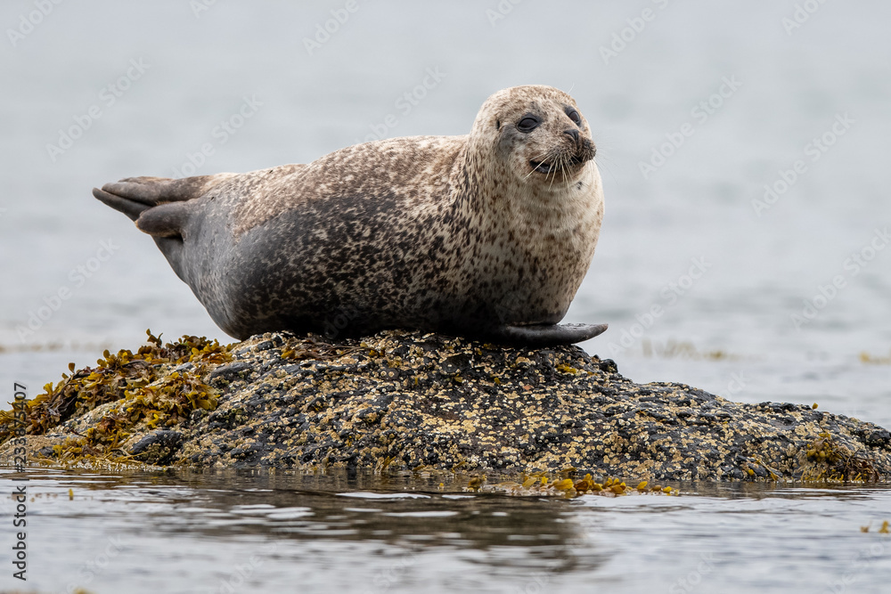 Naklejka premium Seal on a rock