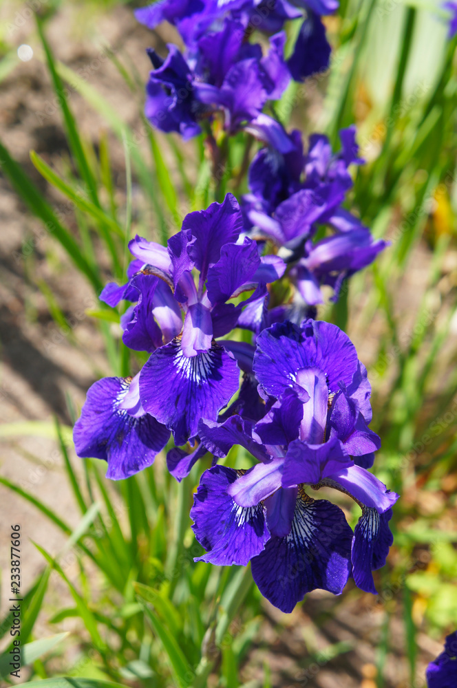 Iris sibirica purple blue flowers