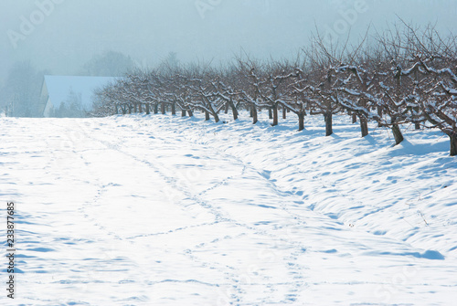 Orchard, winter