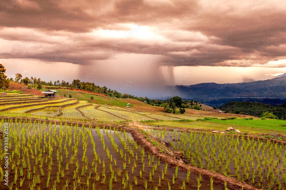 Rice fields on terraced of Pa Pong Pieng, Mae Chaem, Chiang Mai, Thailand