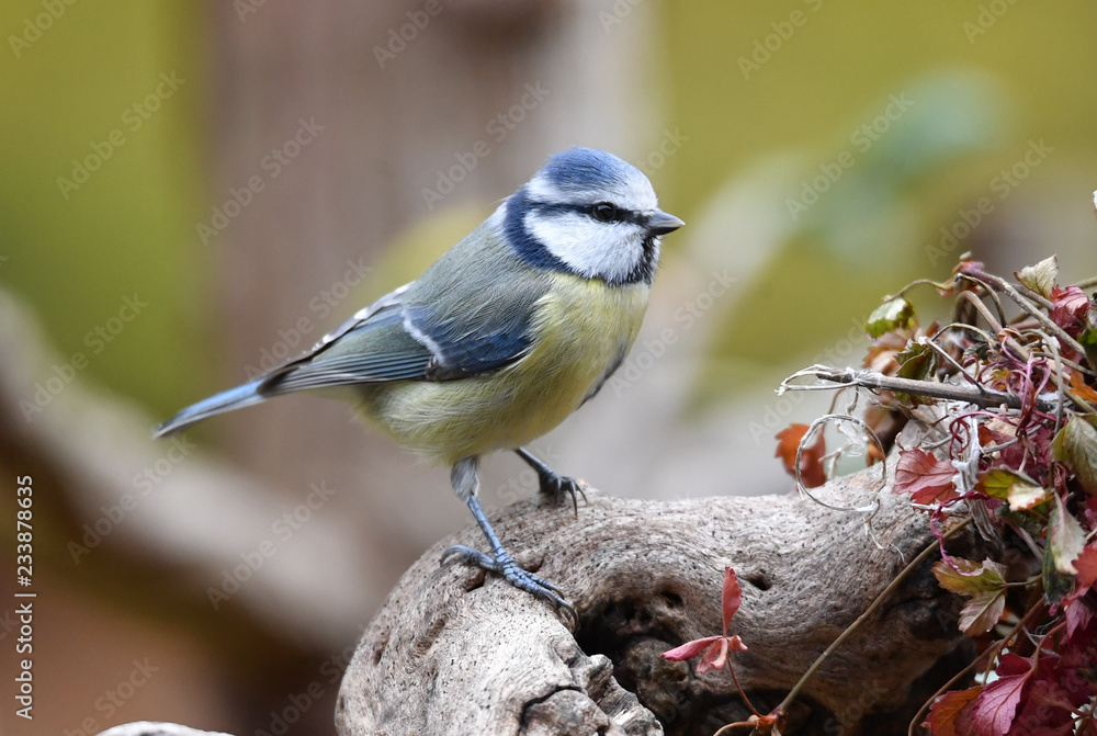 Fototapeta premium Blaumeise auf Ast