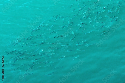 A bunch of fish in the sea. Copy space, top view. Texture. © AnastazjaSoroka