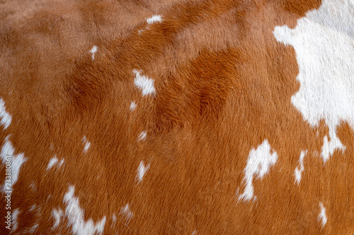 Photography Texture of a brown Cow Coat. Fragment. White and brown spots.