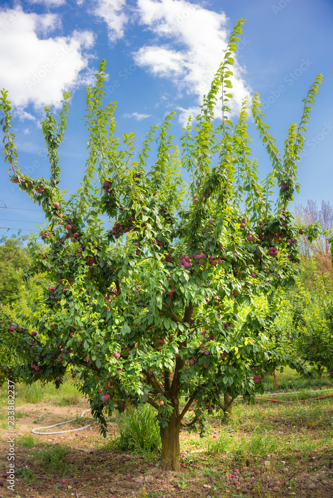 Fresh plums growing on a plum tree Fresh plums growing on a plum tree
