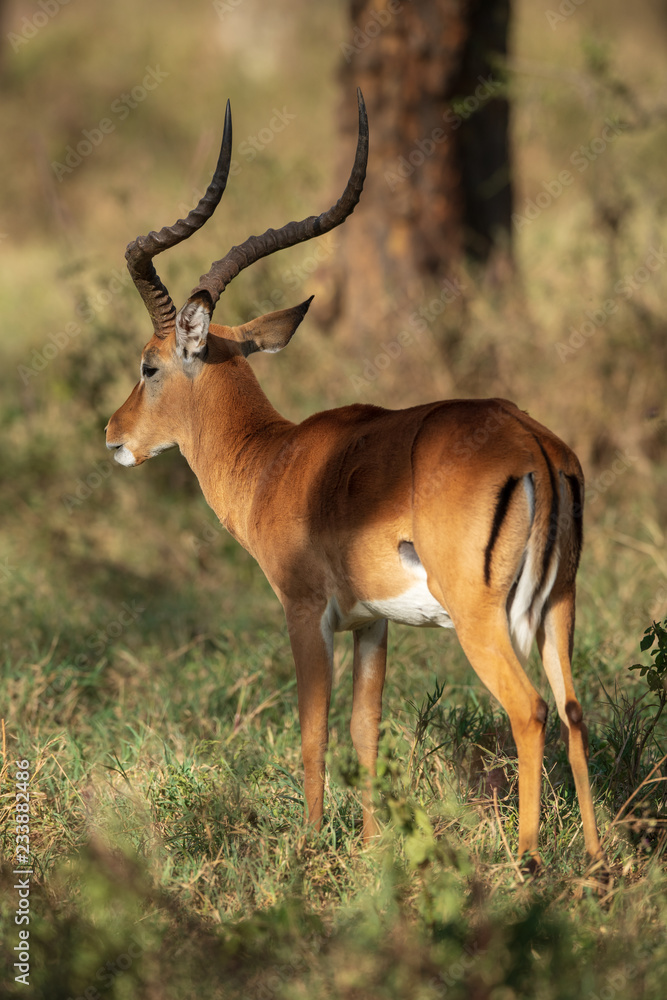 impalas in the bush impalas in the bush