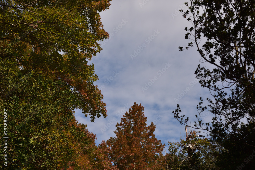 Obraz premium 日本の美しい紅葉