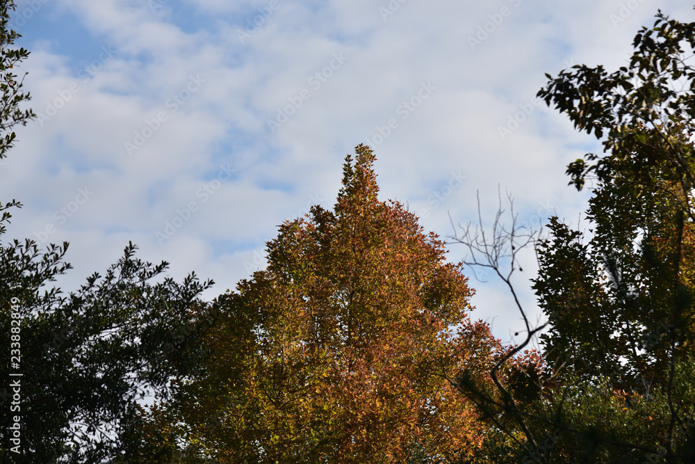 Obraz premium 日本の美しい紅葉