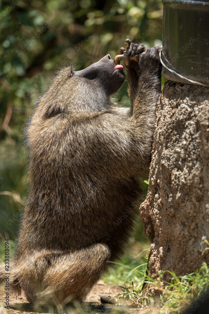 Obraz premium baboon drink water tap