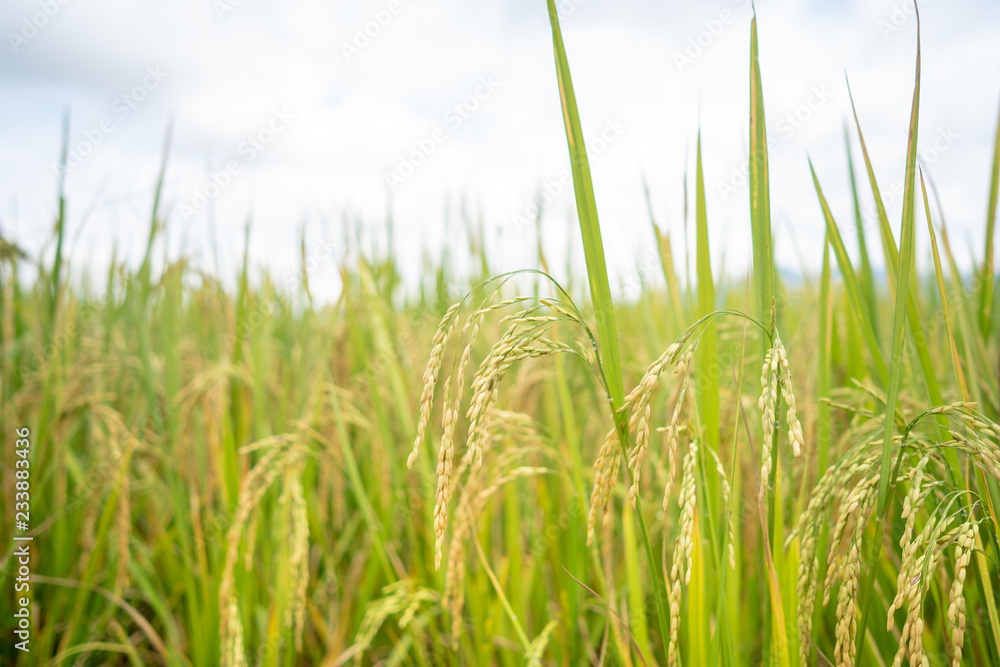 Obraz premium The rice is harvested during the harvest season.