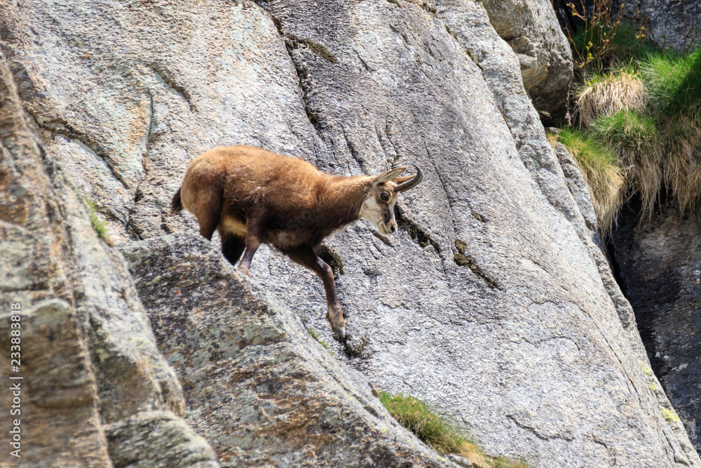 camoscio sulle rocce, nel parco nazionale del Gran Paradiso camoscio sulle rocce, nel parco nazionale del Gran Paradiso