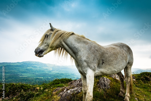 Beautiful white horse in Co Cork  Ireland.
