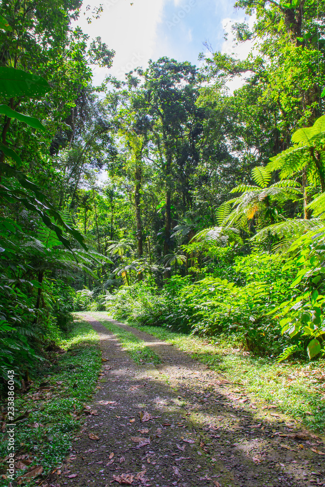 Naklejka premium Grand étang near La Soufrire volcano, Basse-Terre, Guadeloupe