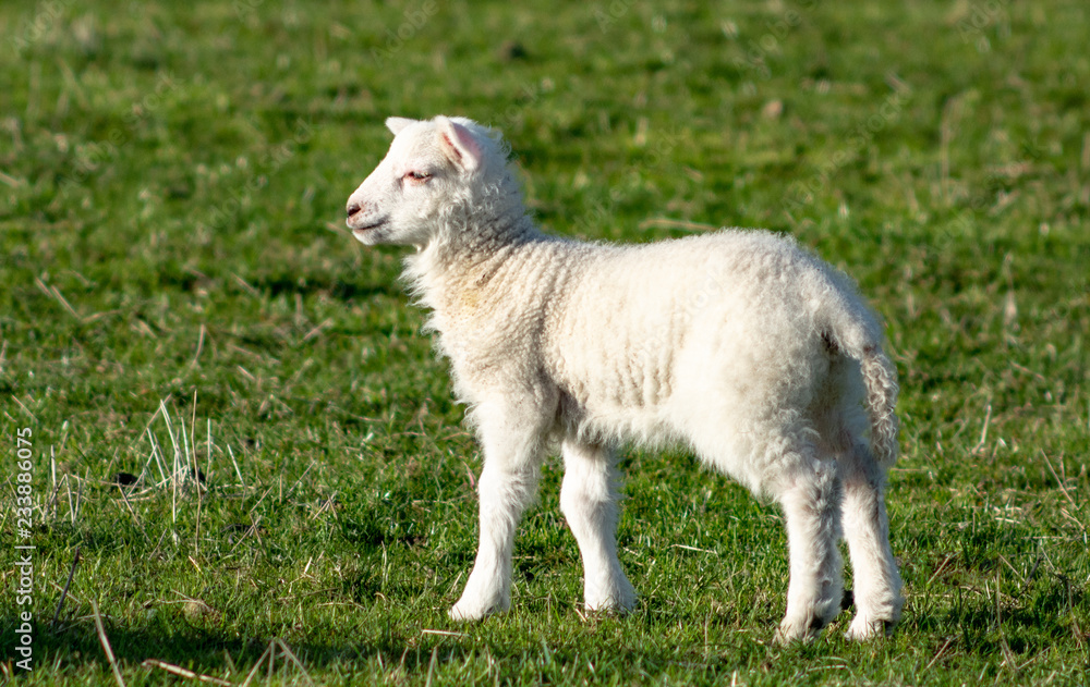 Cute newborn spring Irish lamb. Photo taken in Co Louth Cute newborn spring Irish lamb. Photo taken in Co Louth