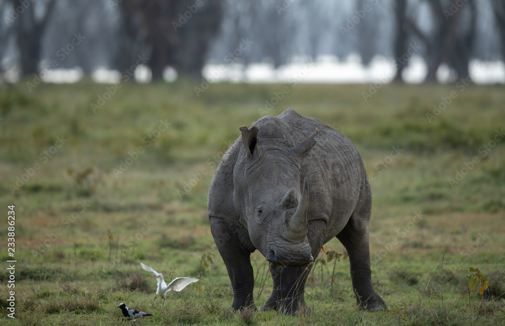 Naklejka premium nosorożec biały i małe ptaki