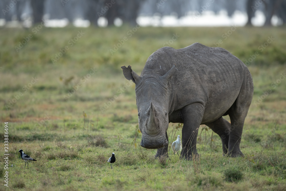 Naklejka premium nosorożec biały i małe ptaki
