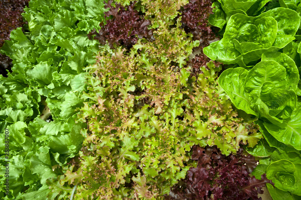 Hydroponic vegetables growing Hydroponic vegetables growing