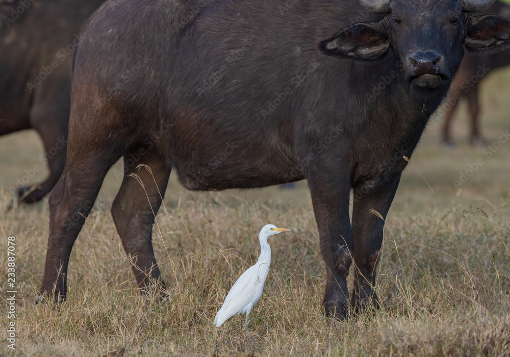 water buffalo and egret 