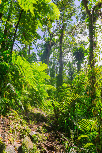 Grand étang near La Soufrire volcano, Basse-Terre, Guadeloupe