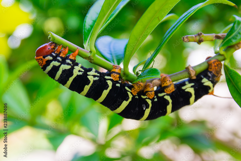 Pseudosphinx tetrio caterpillar closeup, Guadeloupe
