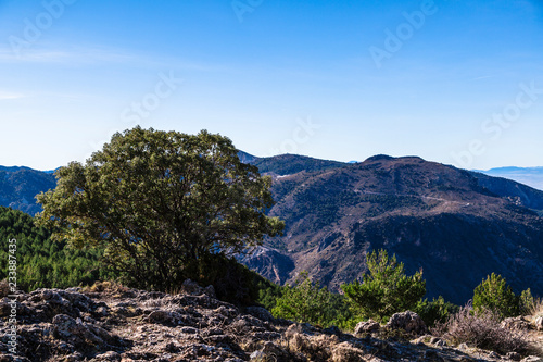 Panoramic view of Sierra Nevada, Spain, with mountains and tree