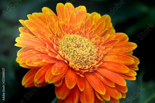 Orange flower macro pic