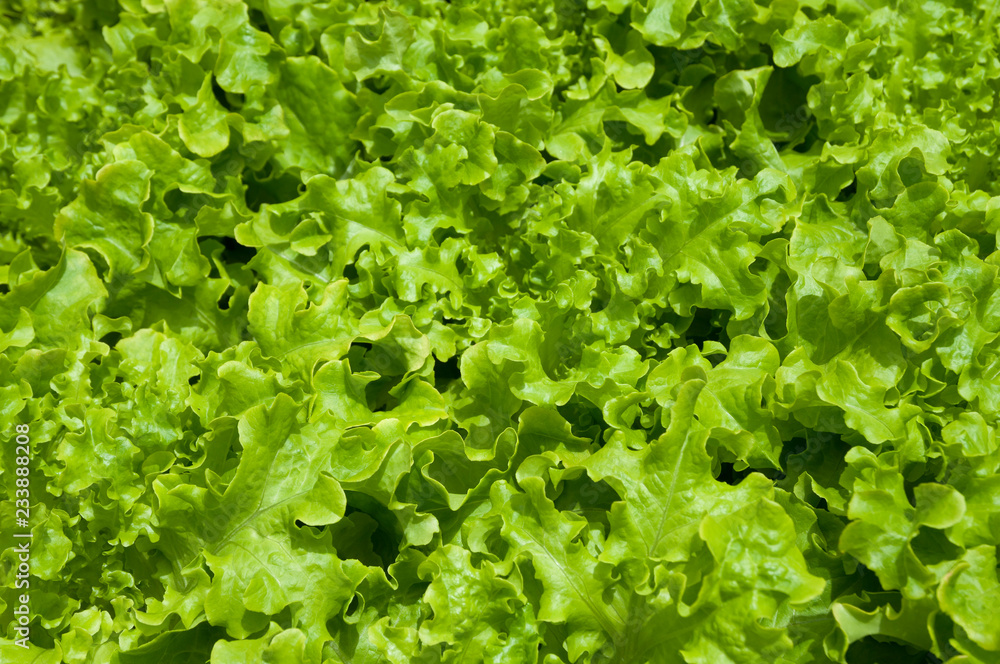 Hydroponic vegetables growing Hydroponic vegetables growing